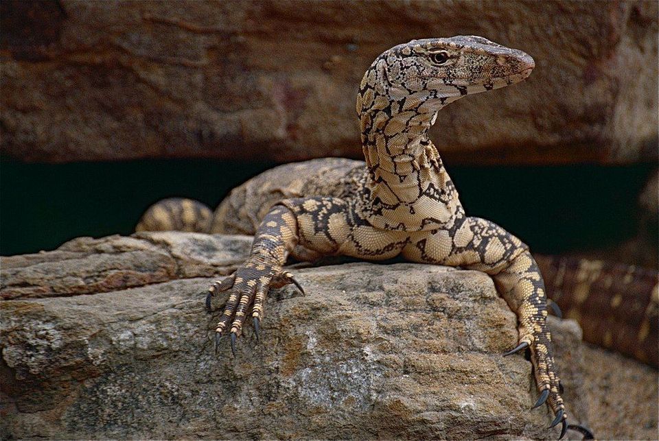 Perentie in Kalbarri National Park