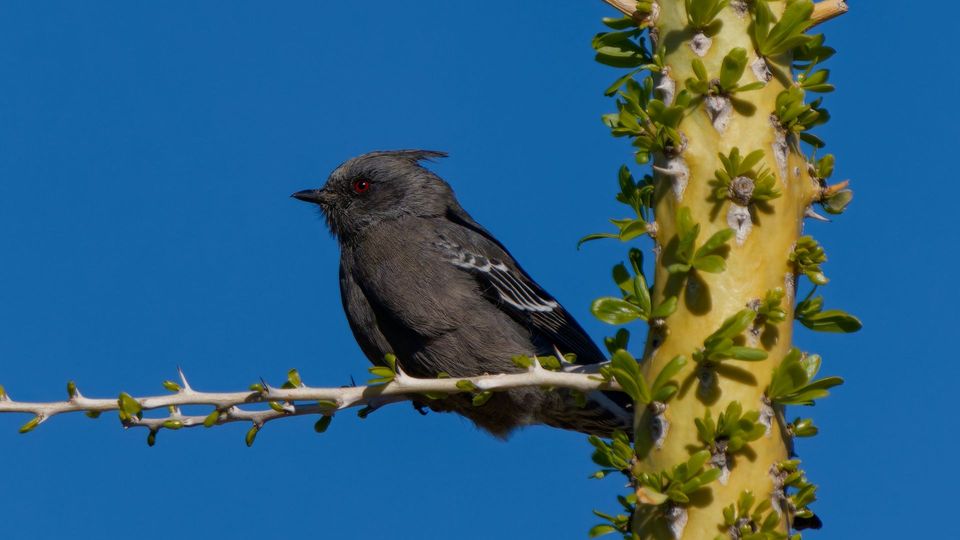 Phainopepla wildlife guide for Valley of Fire State Park