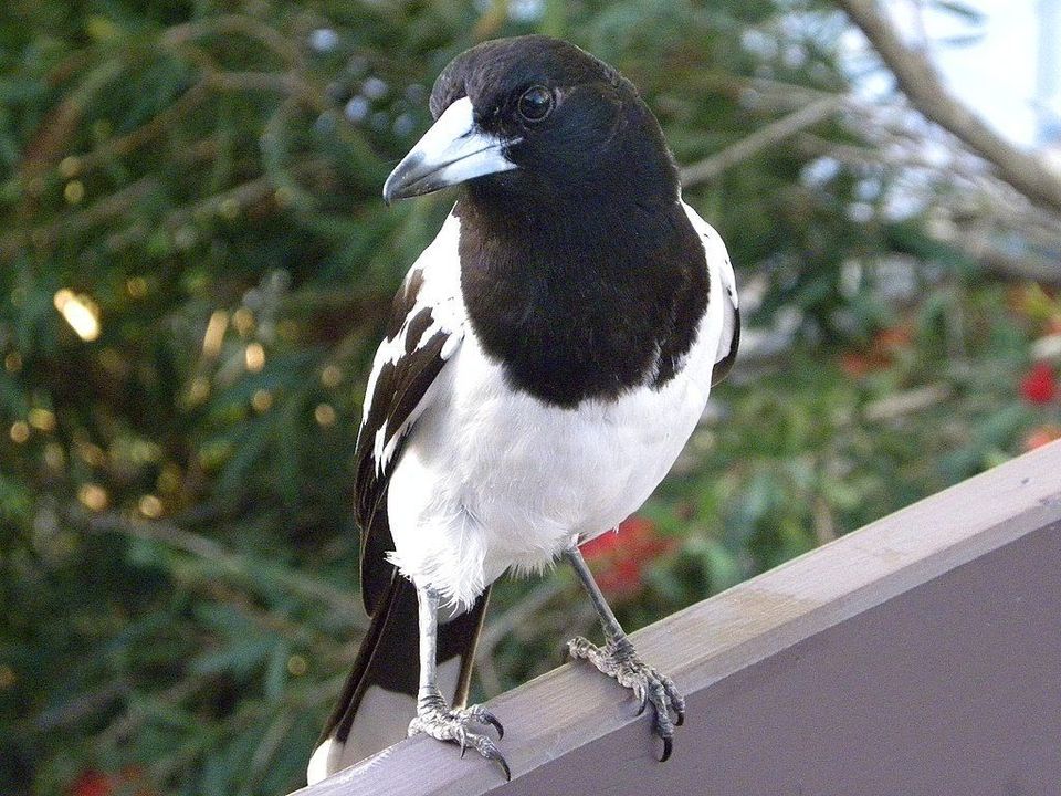 Pied Butcherbird in Karijini National Park
