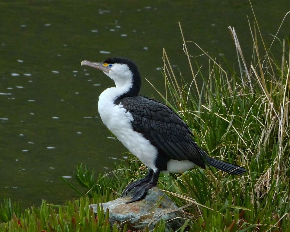 Pied Cormorant wildlife guide for Abel Tasman National Park