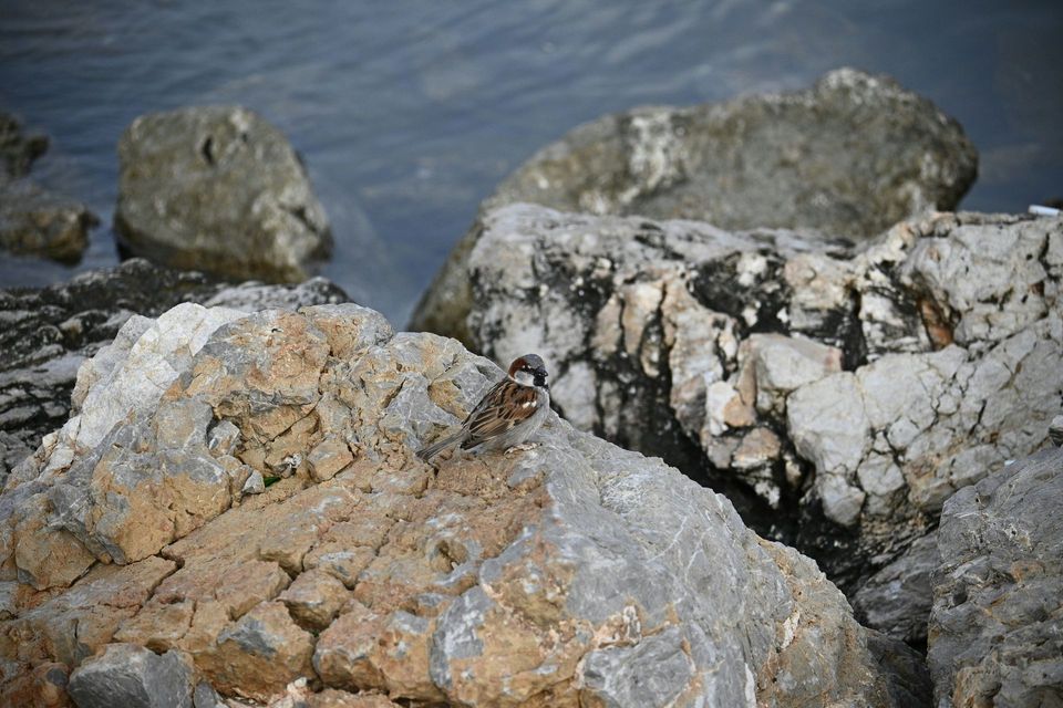 Pied Oystercatcher in Booderee National Park