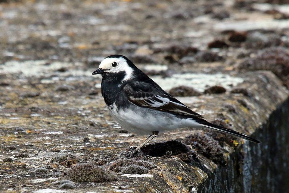 Pied Wagtail in Killarney National Park