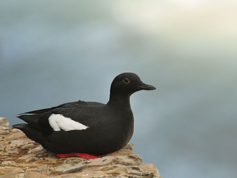 Pigeon Guillemot wildlife guide for Olympic National Park
