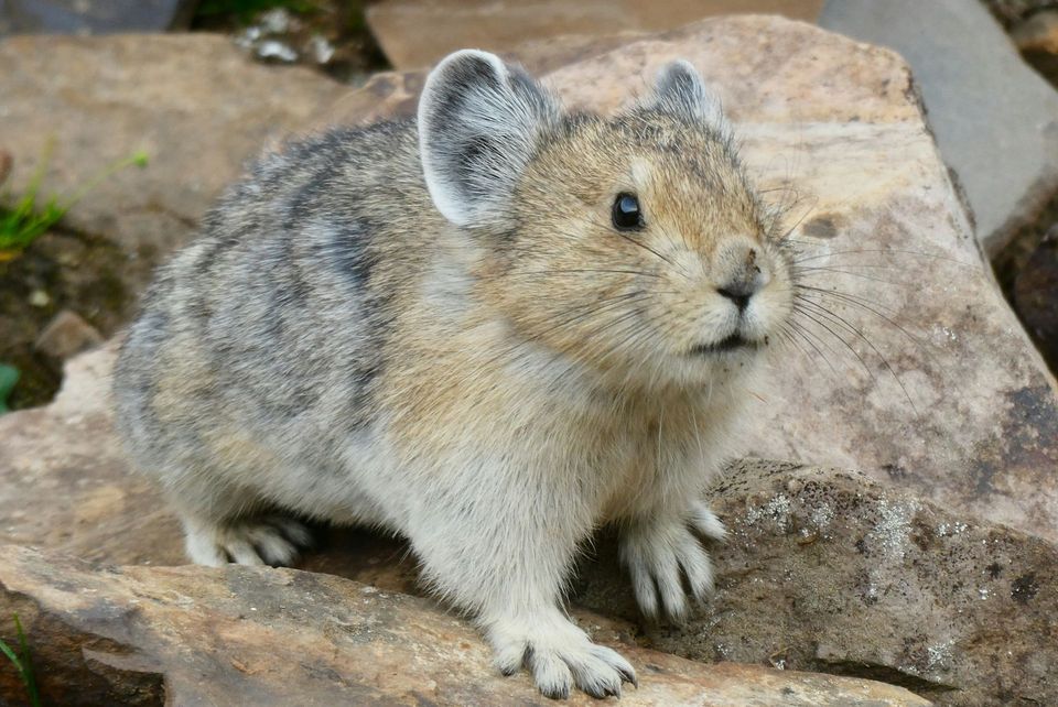 Pika in Sequoia National Park