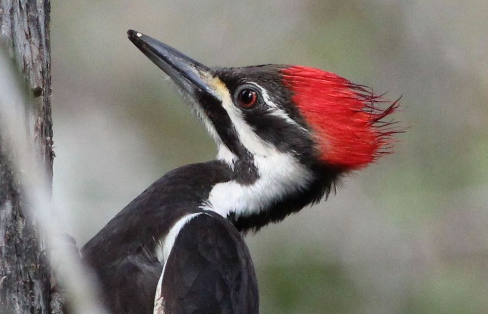 Pileated Woodpecker wildlife guide for Shenandoah National Park