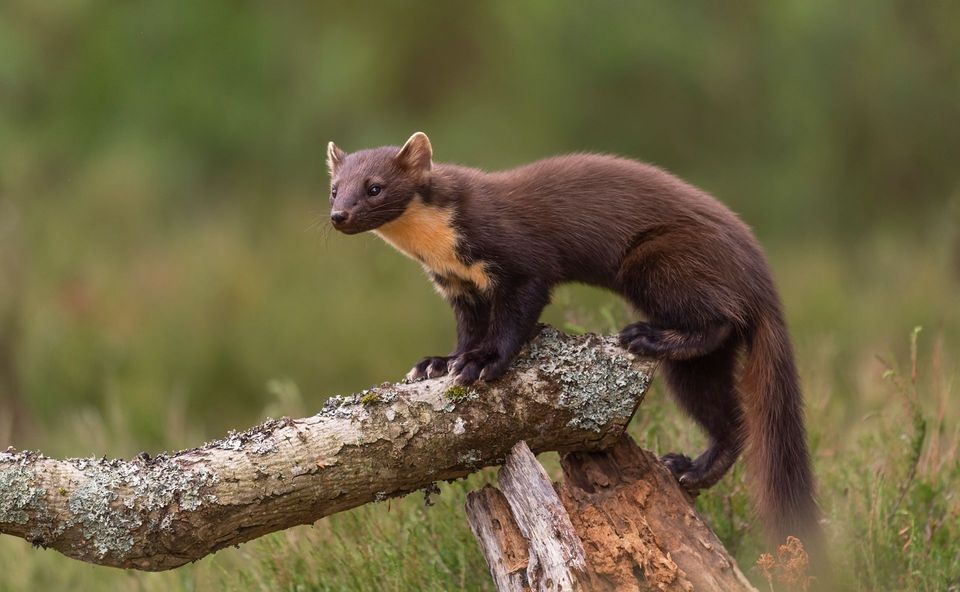 Pine Marten in Cairngorms National Park