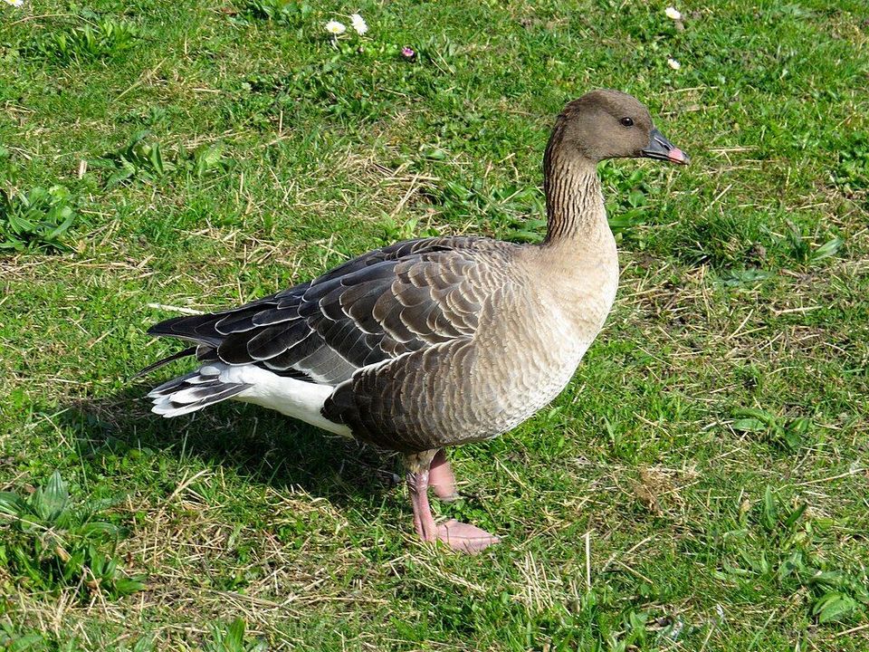 Pink-footed Goose in Vatnajökull National Park