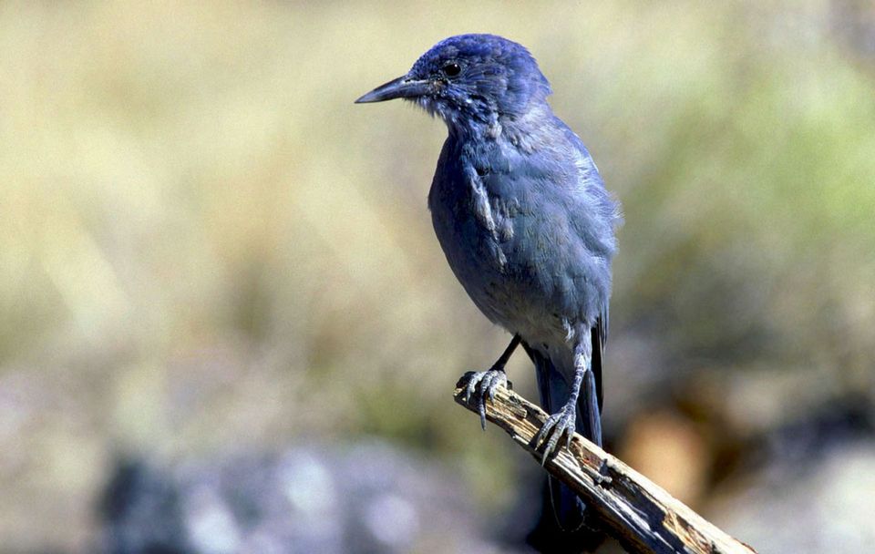 Pinyon Jay wildlife guide for Great Sand Dunes National Park
