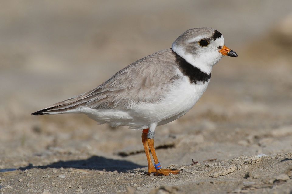 Piping Plover in Sleeping Bear Dunes National Lakeshore