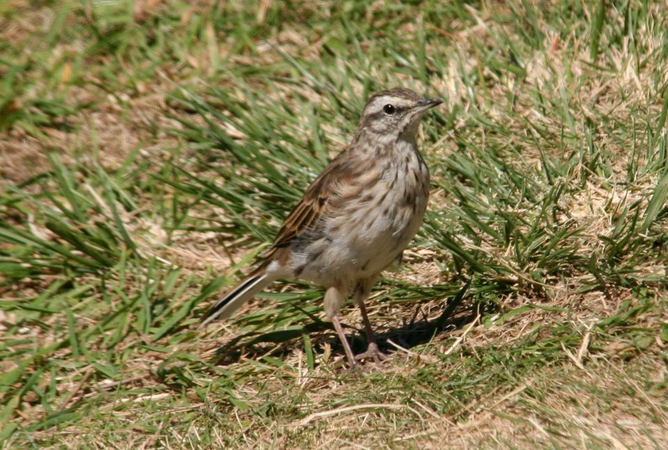 Pipit wildlife guide for Aoraki / Mount Cook National Park