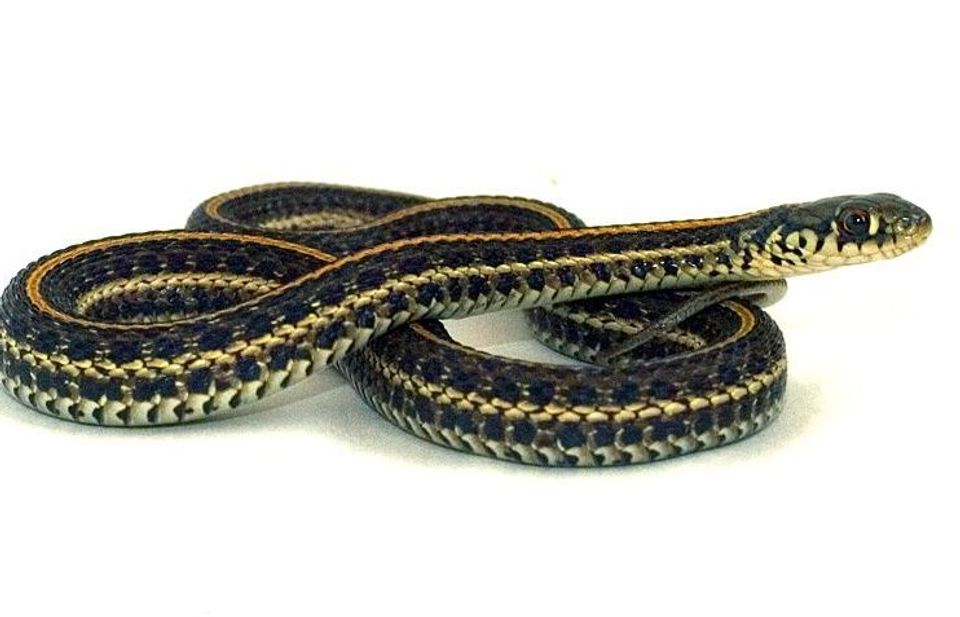 Plains Garter Snake wildlife guide for Badlands National Park