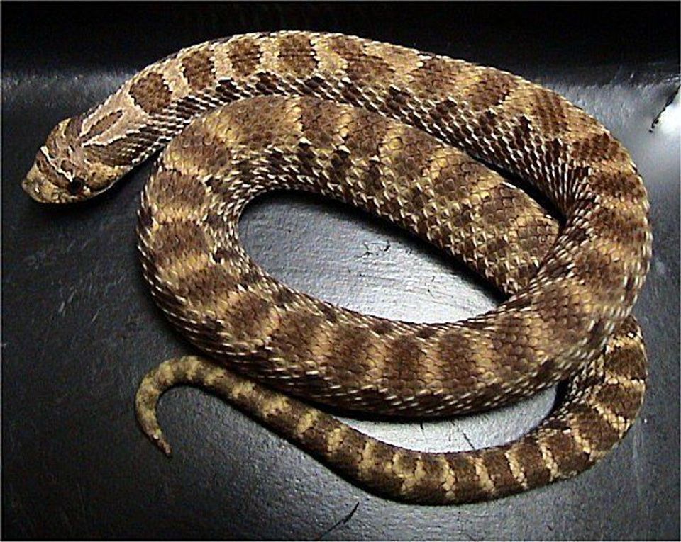 Plains Hognose Snake wildlife guide for Theodore Roosevelt National Park
