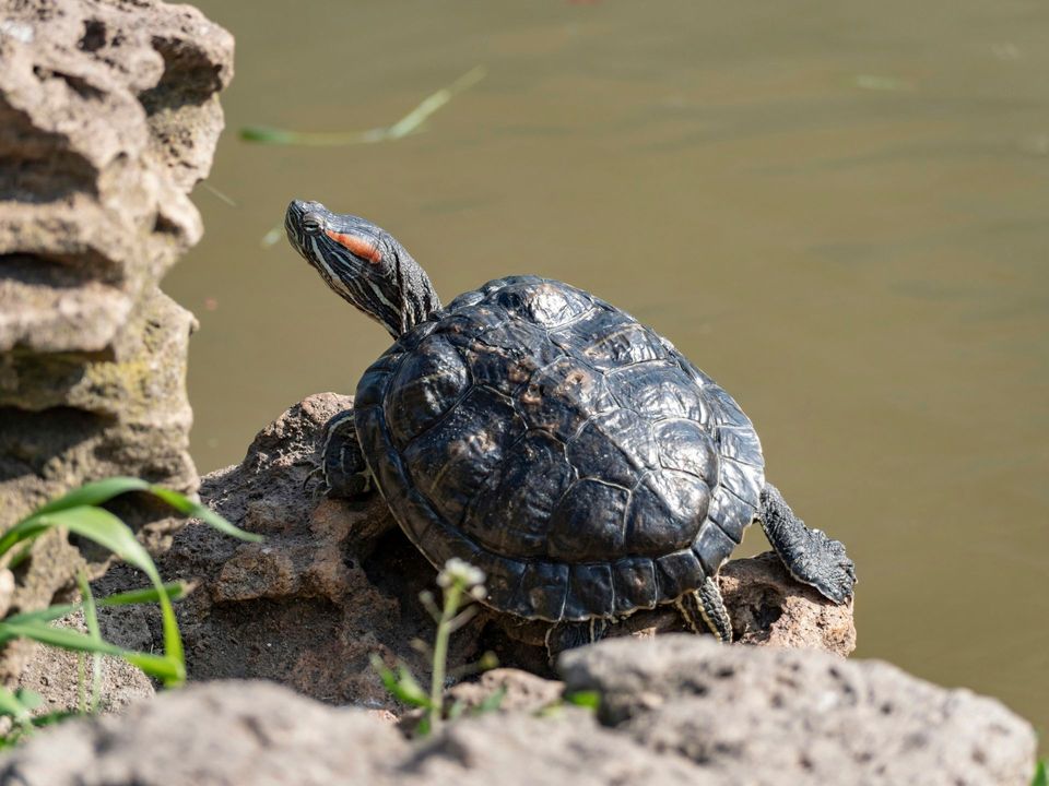 Pond Slider in Congaree National Park