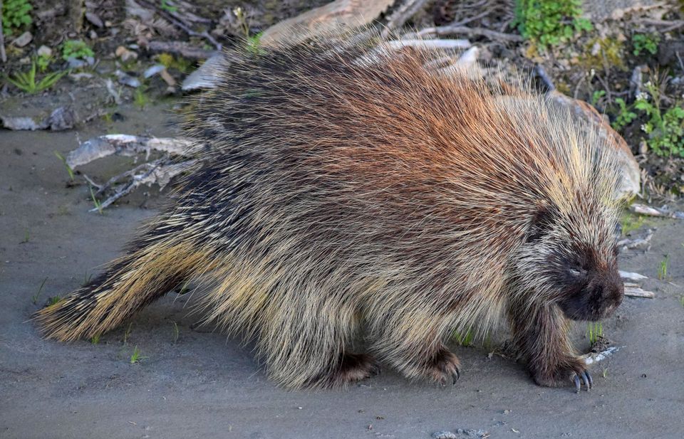 Porcupine wildlife guide for Petrified Forest National Park