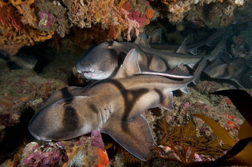 Port Jackson Shark in Booderee National Park