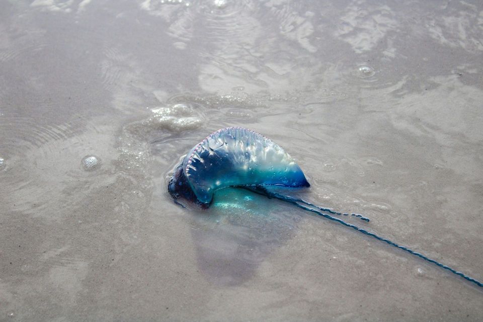 Portuguese Man o' War in Overseas Highway