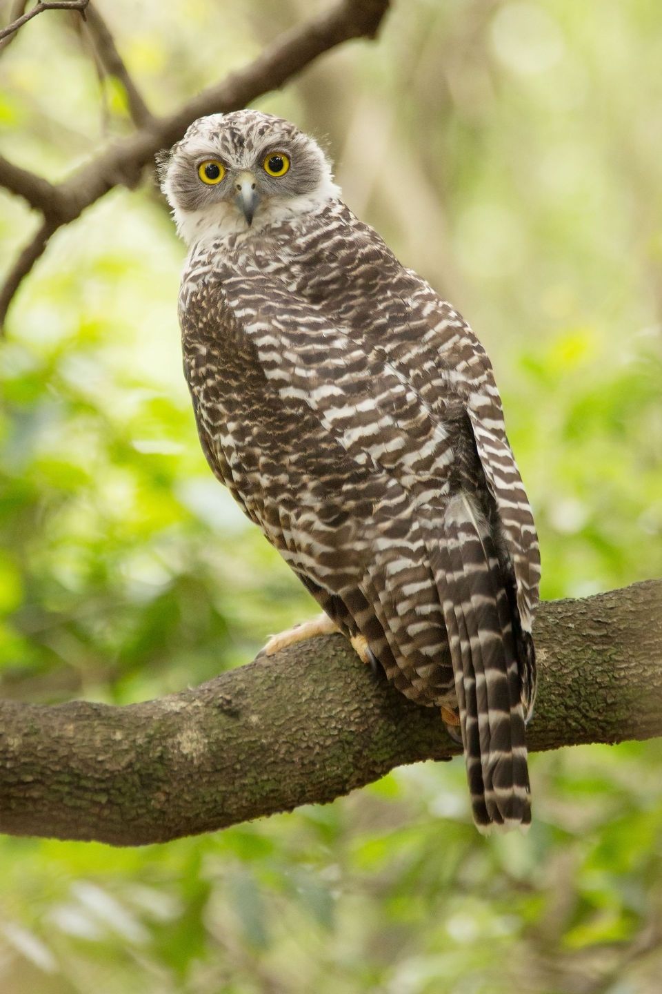 Powerful Owl wildlife guide for Royal National Park