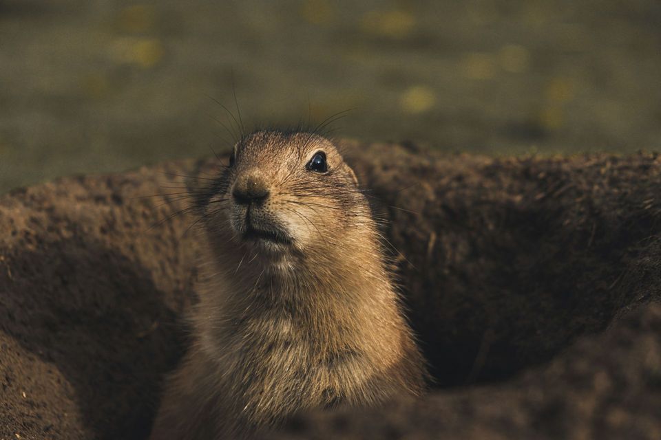 Prairie Dog in Arches National Park