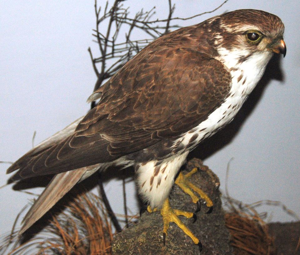 Prairie Falcon wildlife guide for Wind Cave National Park