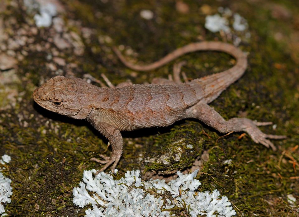 Prairie Lizard wildlife guide for Hot Springs National Park