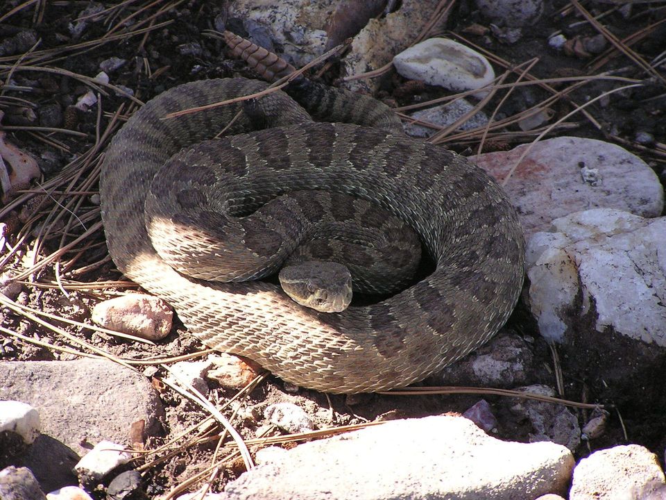 Prairie Rattlesnake in Badlands National Park