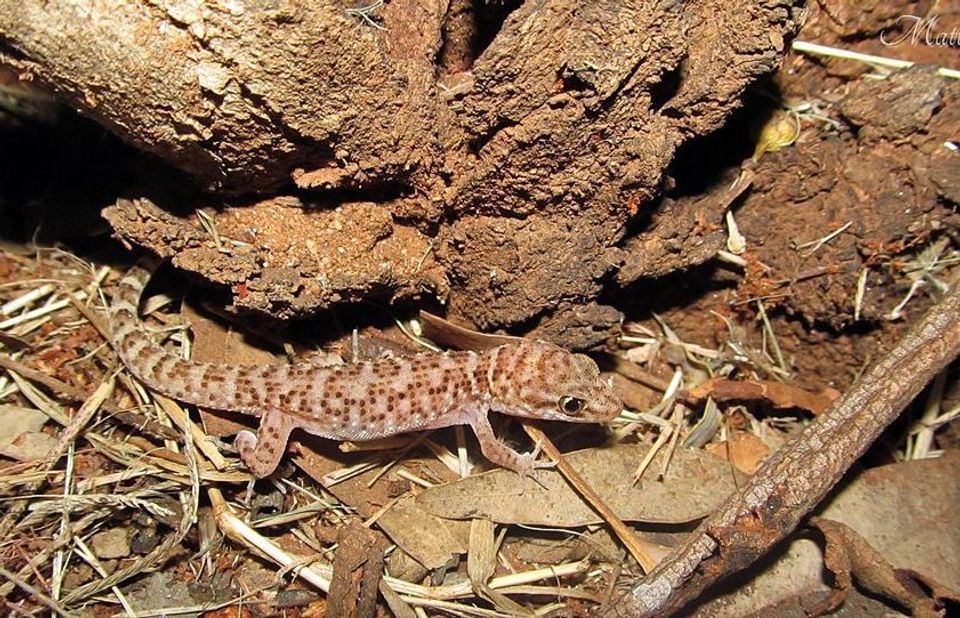 Prickly Gecko in Karijini National Park