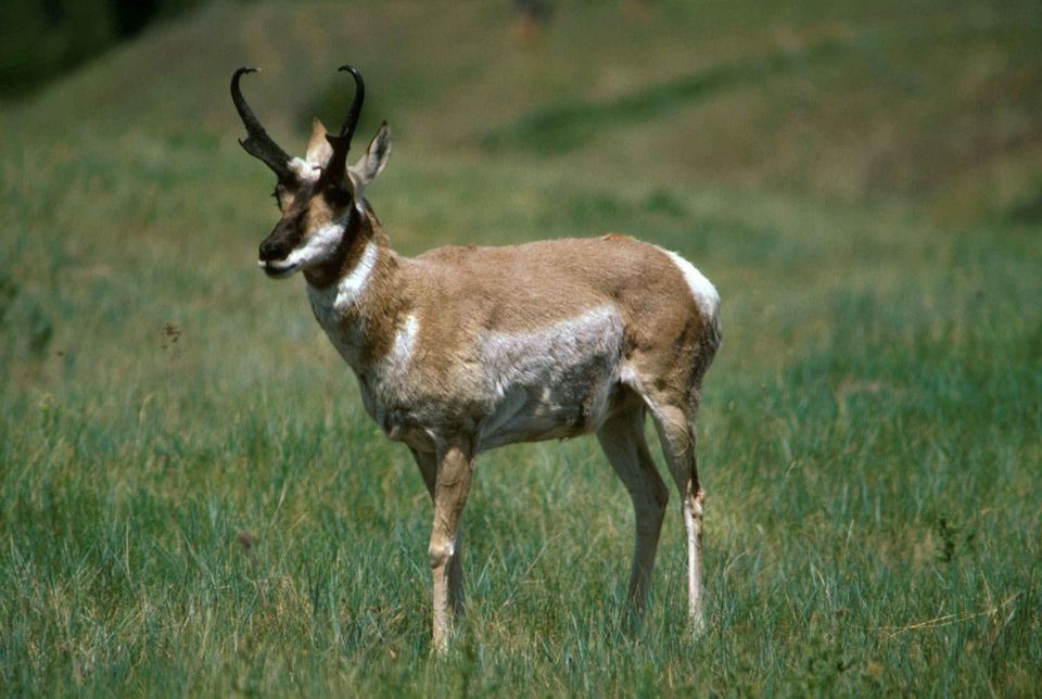 Pronghorn wildlife guide for Rocky Mountain National Park