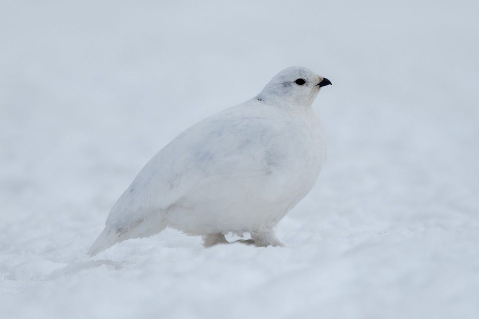 Ptarmigan wildlife guide for Peter Lougheed Provincial Park
