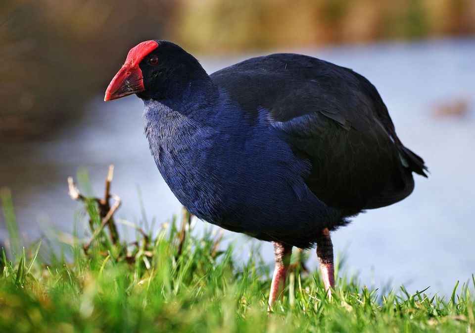 Pūkeko wildlife guide for Queenstown-Lakes District, New Zealand
