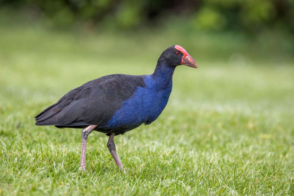 Pūkeko (Australasian Swamphen) in Abel Tasman National Park