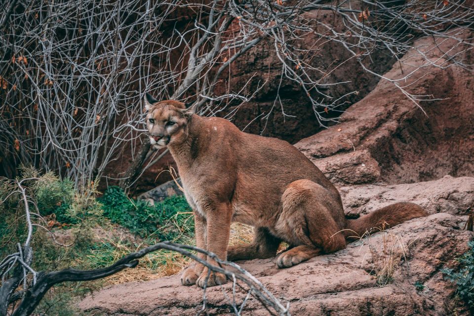 Puma in Torres del Paine National Park