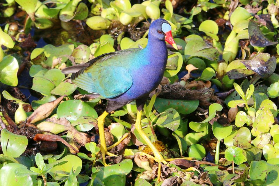 Purple Gallinule in Everglades National Park