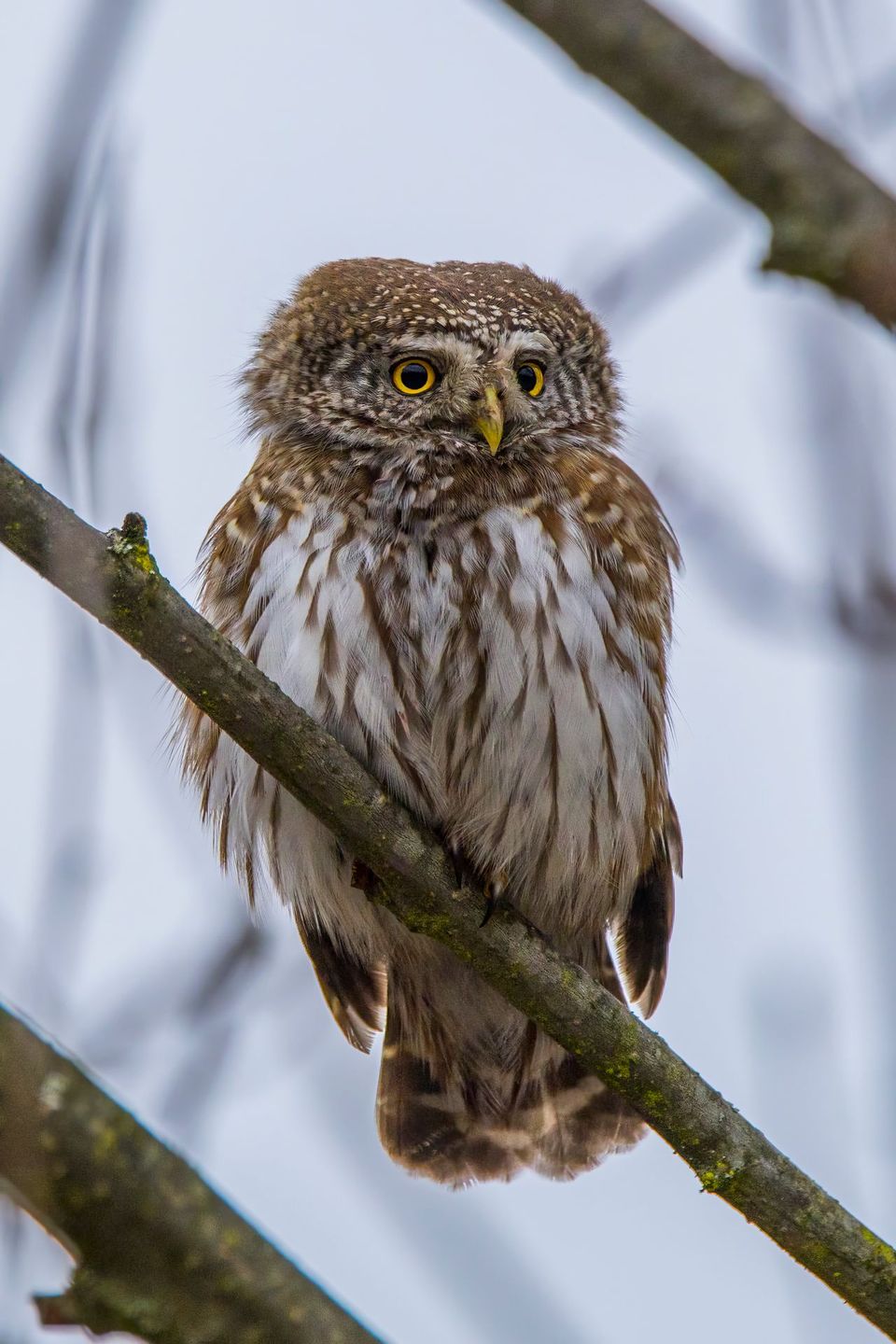 Pygmy-Owl wildlife guide for Torres del Paine National Park