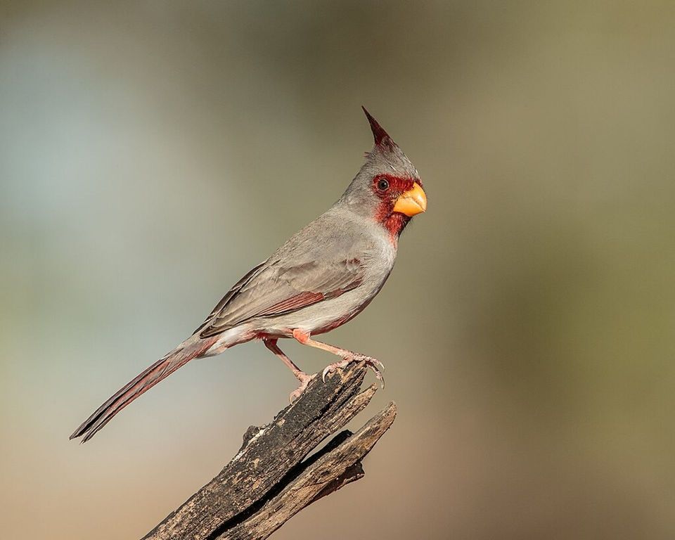 Pyrrhuloxia in Guadalupe Mountains National Park