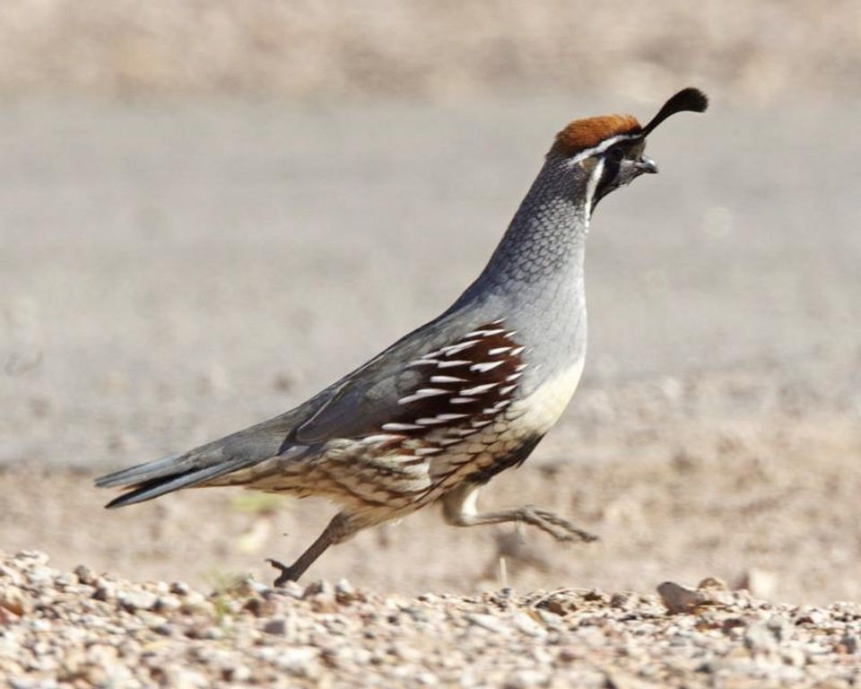 Quail in Pinnacles National Park