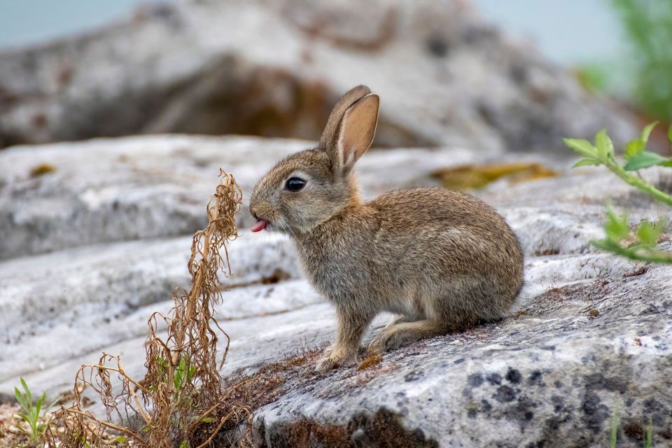 Rabbit in Aoraki / Mount Cook National Park