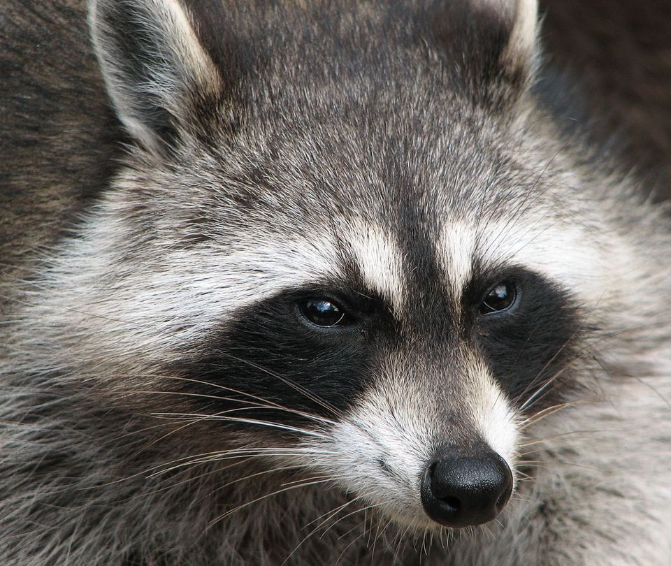 Raccoon wildlife guide for Olympic National Park