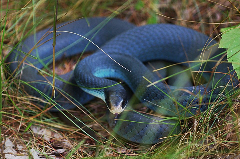 Racer Snake in Mammoth Cave National Park