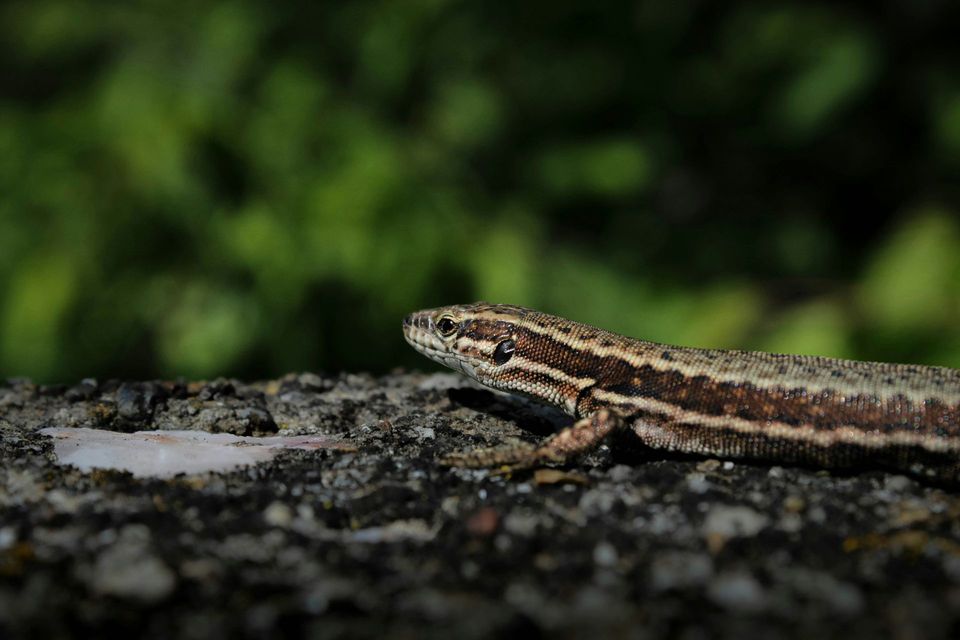 Ragged Snake-eyed Skink
