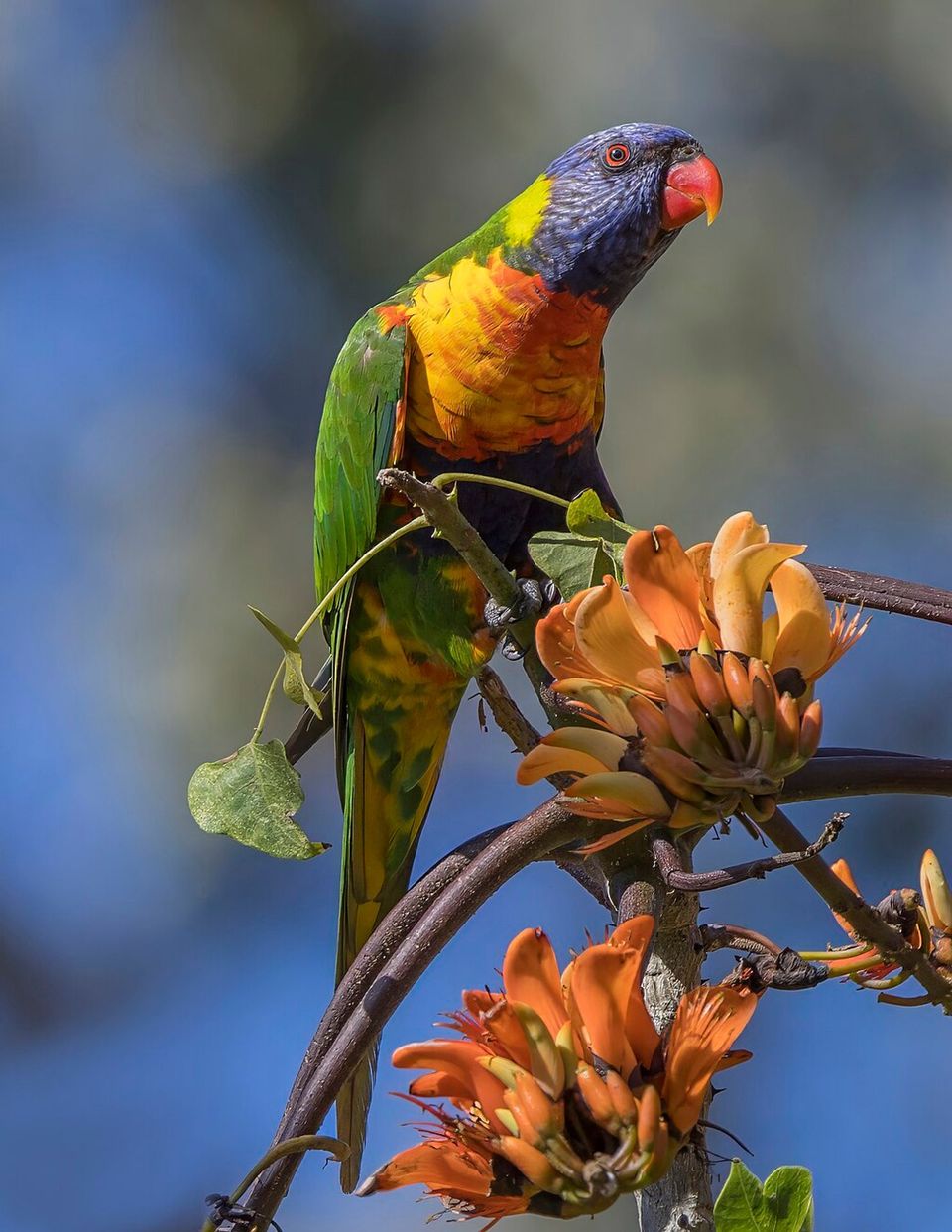 Rainbow Lorikeet in Royal National Park