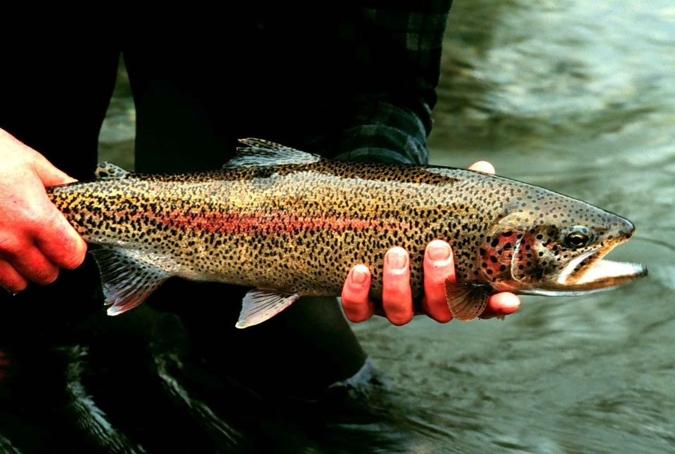 Rainbow Trout wildlife guide for Katmai National Park