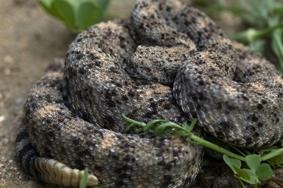 Rattlesnake in Great Basin National Park