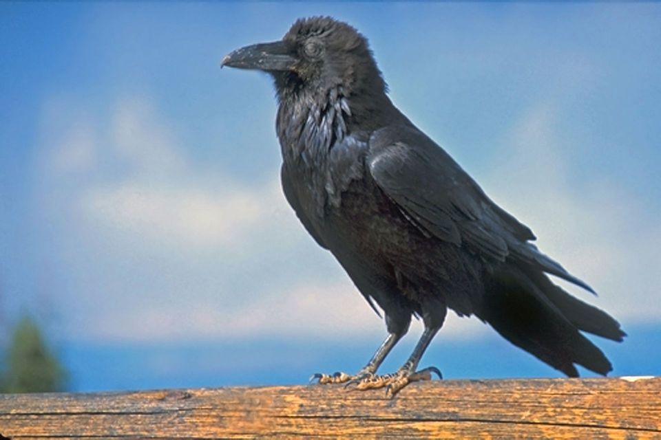 Raven in Franconia Notch State Park