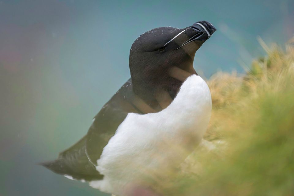 Razorbill wildlife guide for Vatnajökull National Park
