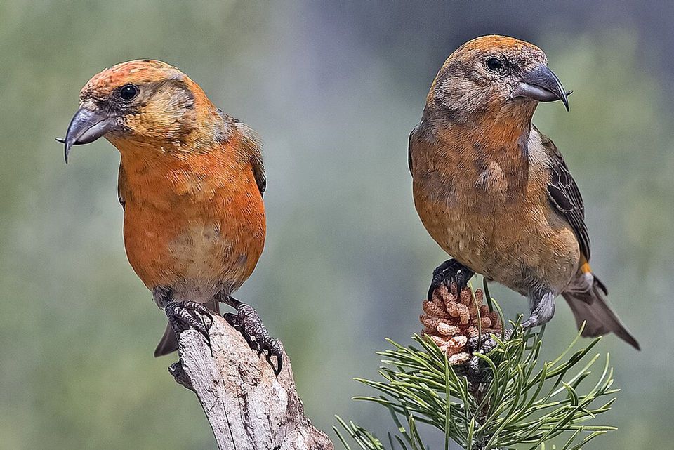 Red Crossbill in Mount Rushmore National Memorial