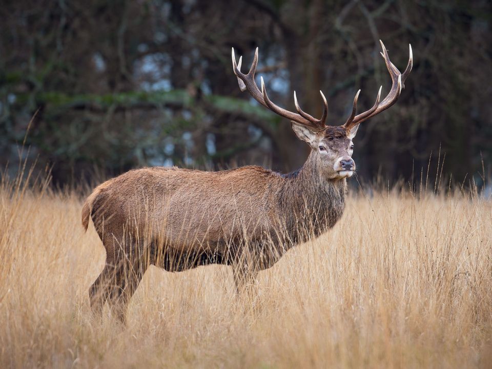 Red Deer in Killarney National Park
