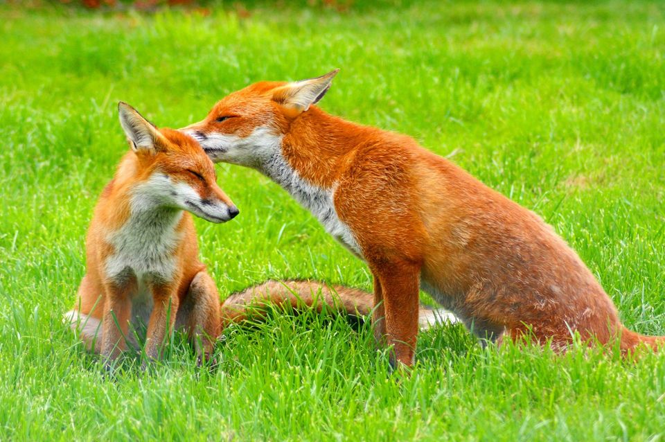 Red Fox wildlife guide for Blue Mountains National Park