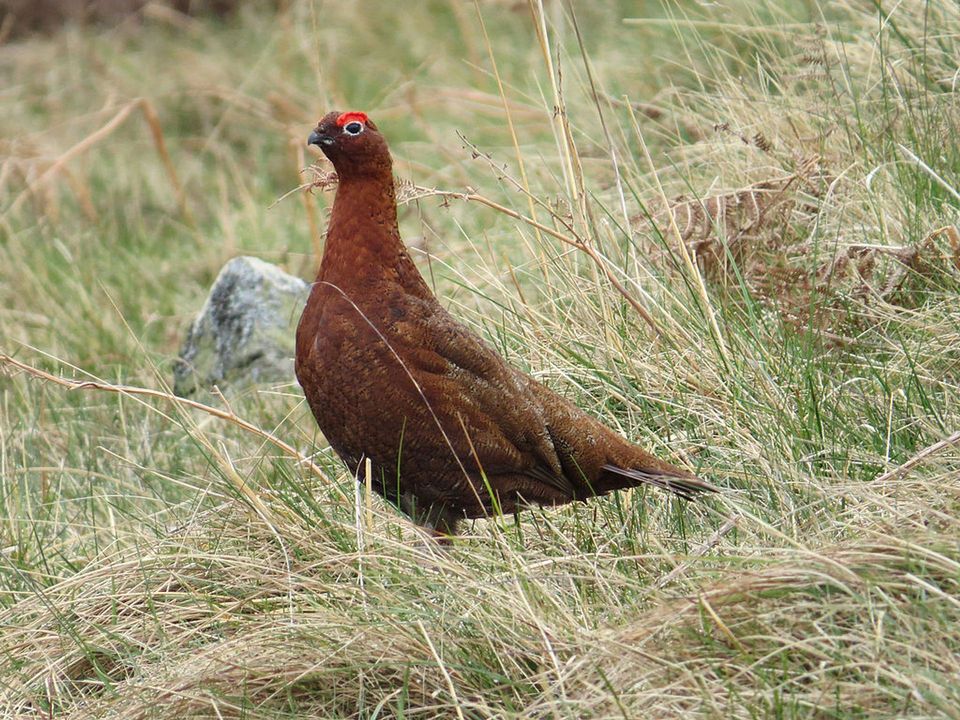 Red Grouse in Cairngorms National Park
