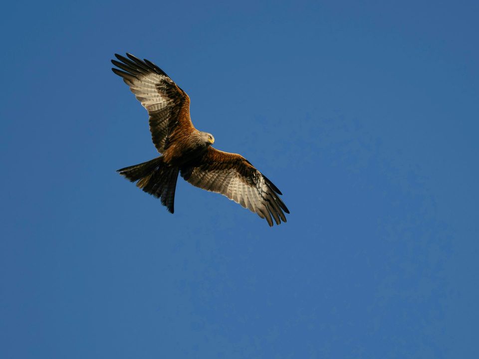 Red Kite in Cairngorms National Park