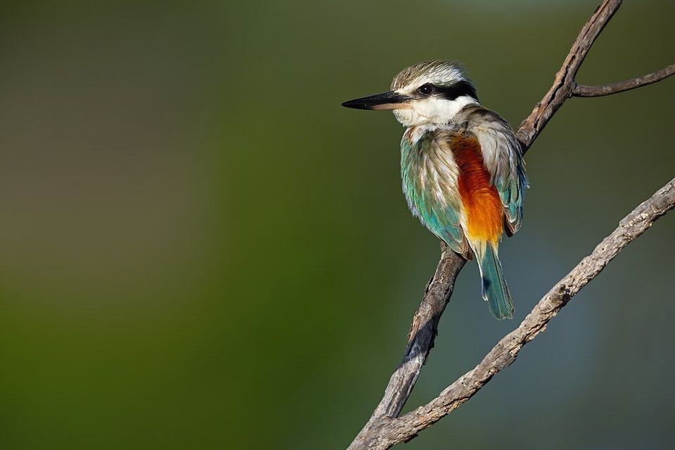 Red-backed Kingfisher wildlife guide for Uluru-Kata Tjuta National Park